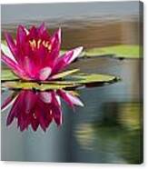 Pink Water Lily Canvas Print