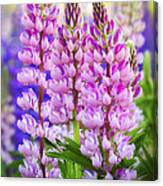 Vibrant Pink Lupines Canvas Print