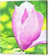 Pink Magnolia Canvas Print