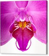 Pink Orchid Lip Canvas Print