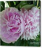 Pink Peonies 2 Canvas Print