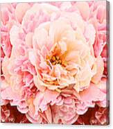 Pink Peony Canvas Print