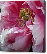Pink Peony Open Wide Canvas Print