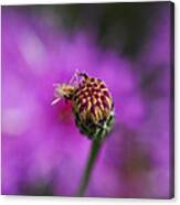 Pink Perfect Canvas Print