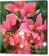 Pink Poinsettia Butterfly Canvas Print