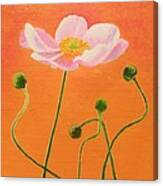 Pink Poppy Canvas Print