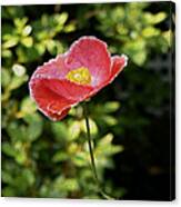 Pink Poppy With A Bent Stem Canvas Print