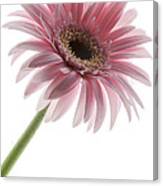Pink Posey Canvas Print