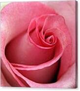 Pink Rose Canvas Print