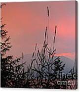 Pink Sky And Grasses Canvas Print