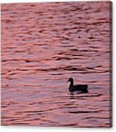 Pink Sunset With Duck In Silhouette Canvas Print