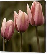 Pink Trio Canvas Print