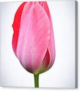 Pink Tulip 3 Canvas Print