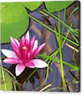 Pink Water Lily Canvas Print