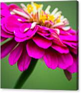 Pink Zinnia Canvas Print