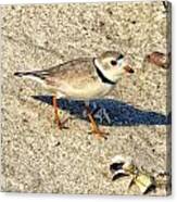 Piping Plover Canvas Print