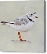 Piping Plover Square Canvas Print