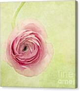 Pistache And Pink Canvas Print