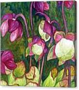 Pitcher Plant Flowers Canvas Print