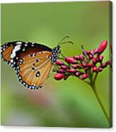 Plain Tiger Or African Monarch Butterfly Dthn0008 Canvas Print