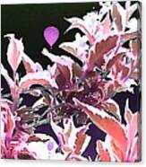 Plant Balloon Pink Edit Canvas Print