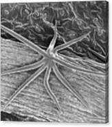 Plant leaf trichome (Hibiscus sp.), SEM - Stock Image - C037/0547 - Science  Photo Library
