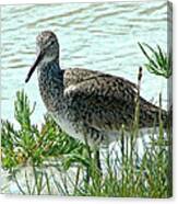 Eastern Willet Canvas Print