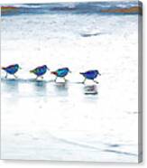 Plovers In A Row Canvas Print
