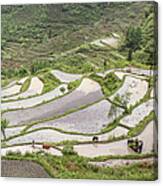 Plowing Rice Fields In Sw China Canvas Print