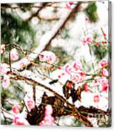 Plum Blossoms Covered In Snow Canvas Print