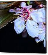 Plum Tree Blossom Iv Canvas Print
