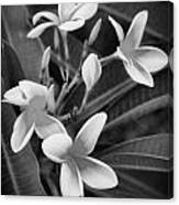 Plumeria Frangipani Hawaiian Flower Bw Canvas Print