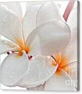 Plumeria Canvas Print