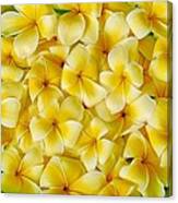 Plumerias In Bowl Canvas Print