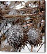 Pods In Ice Canvas Print