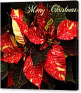 Poinsettia Christmas Canvas Print