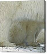 Polar Bear Cub Peeking Canvas Print