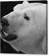 Polar Bear Canvas Print