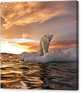 Polar Bear, Repulse Bay, Nunavut, Canada Canvas Print