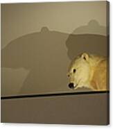 Polar Bear Shadows Canvas Print