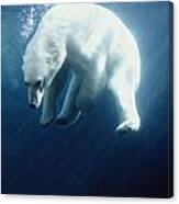 Polar Bear Swimming Underwater Alaska Canvas Print