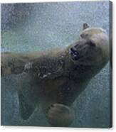 Polar Bear Swimming Underwater Canvas Print