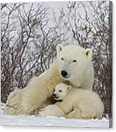 Polar Bear With Cub Churchill Canada Canvas Print