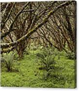 Polylepis Forest El Angel Reserve Canvas Print