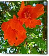 Pomegranate Blossom Canvas Print