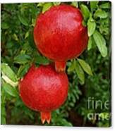 Pomegranates Canvas Print