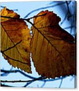 Poplar Leaves Canvas Print