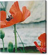 Poppies - 2 Canvas Print