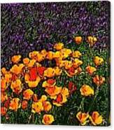 Poppies And French Lavender Canvas Print