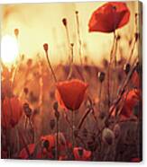 Poppies At Evening Sunset Canvas Print